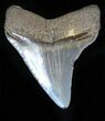 Pretty Megalodon Tooth - Maryland #29659-1